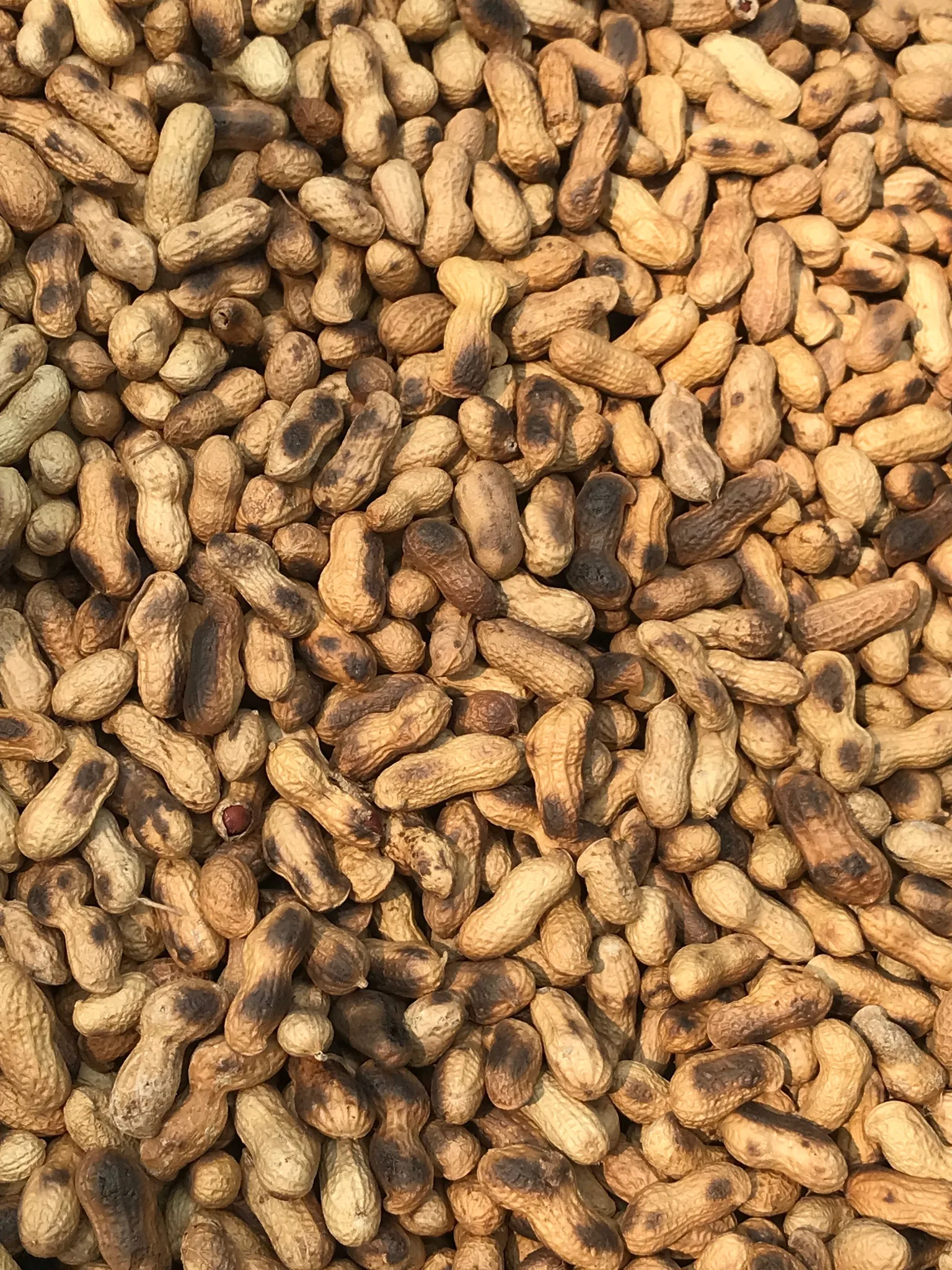 Grilled GroundNuts (Wholesale)